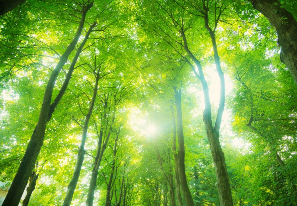 Forest protection