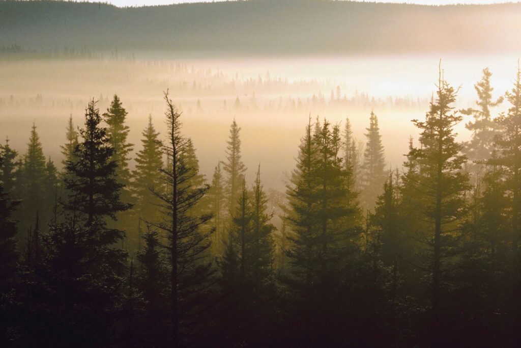 Forest
